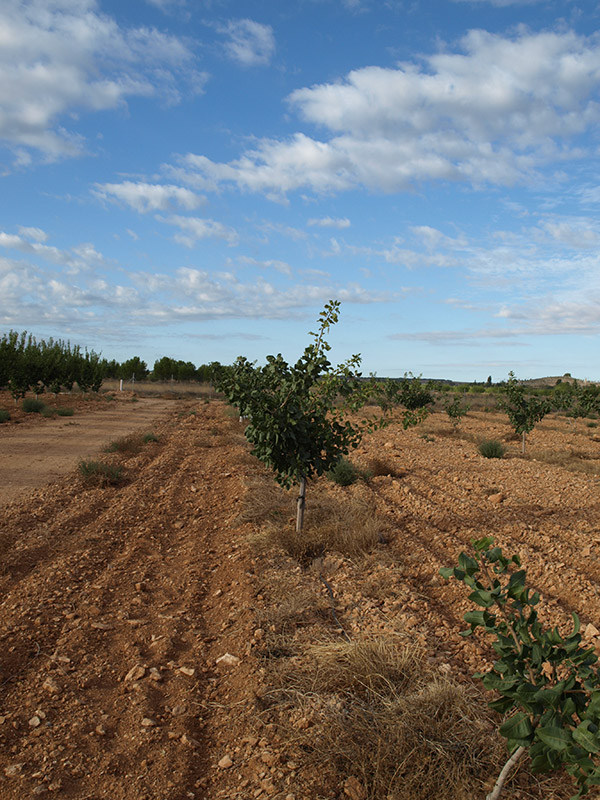 Pistacheros variedad Mateur tercer año de cultivo (2016)
