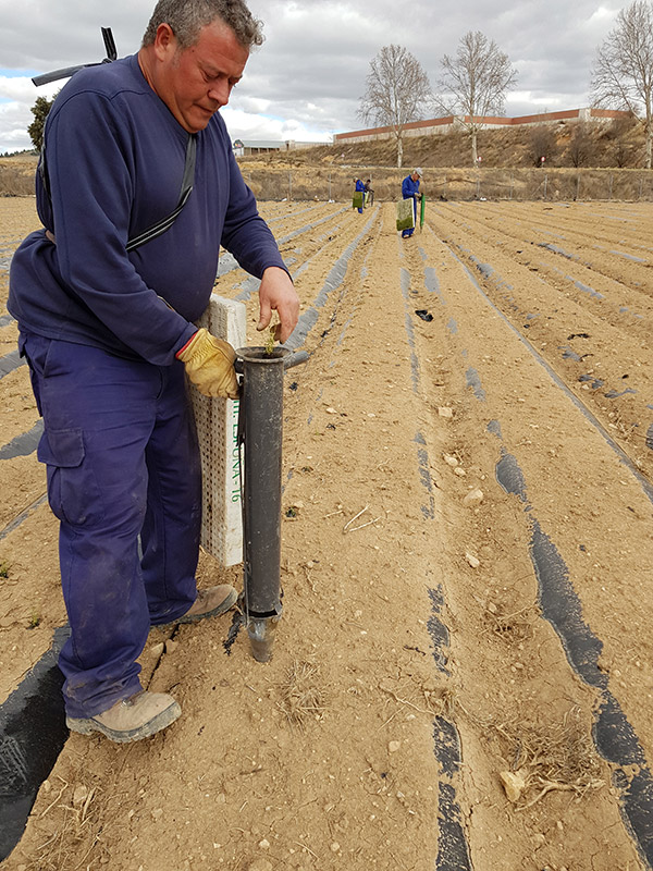 Realizando plantación