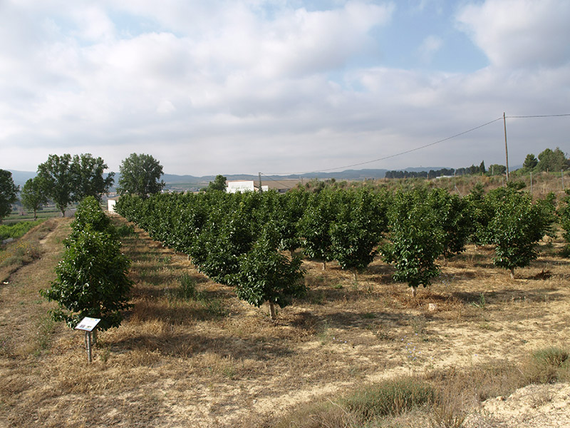 Quinto año de cultivo de caqui (2018)