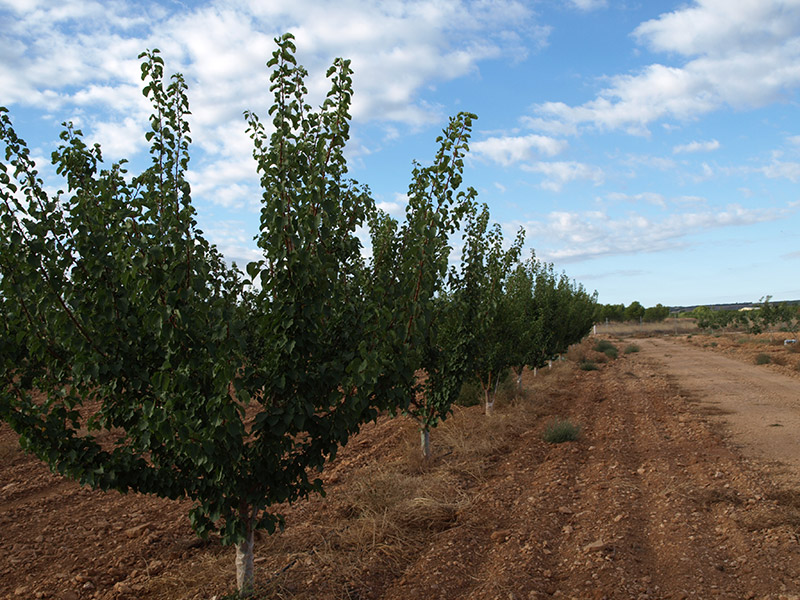Cultivo de albaricoque variedad Dorada (2018)