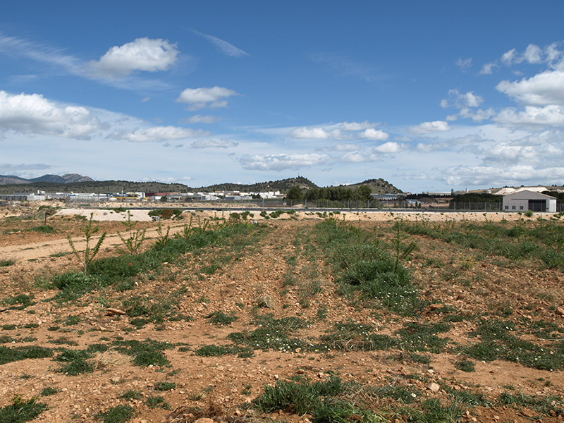 Cultivo del granado tercer año en verde (2016)