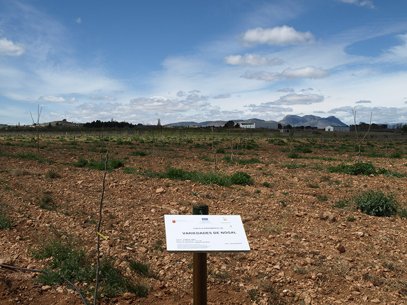 Cultivo del nogal (2016)