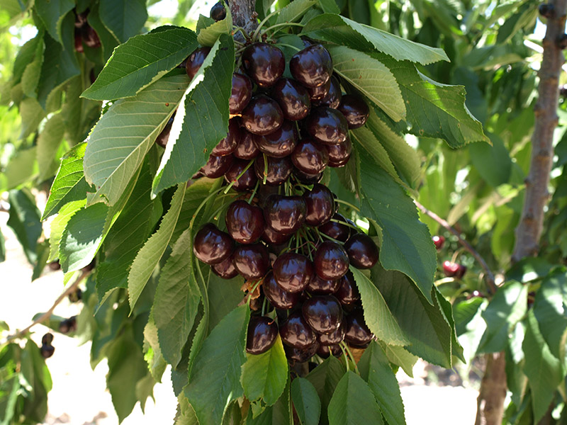 Detalle de fruto de cerezo variedad Santina (2018)