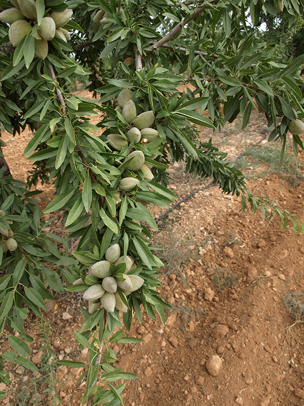 Detalle de fruto de variedad Lauranne (2018)