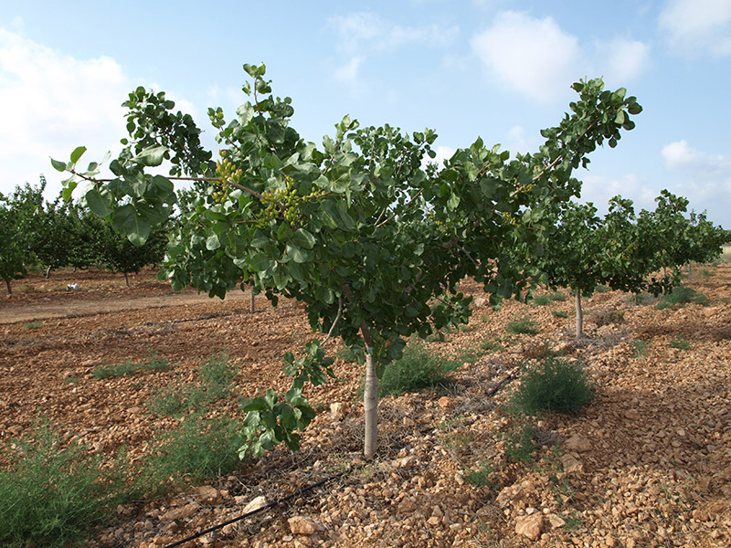 Pistacheros variedad Mateur quinto año de cultivo (2018)