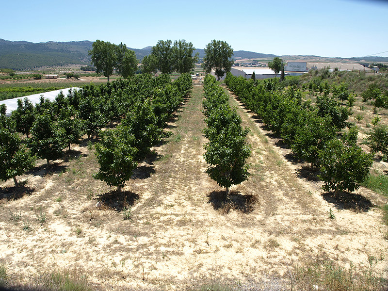Cultivo del caqui (2018)