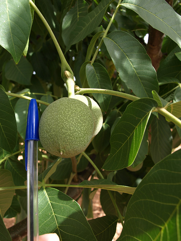 Detalle de fruto del nogal (2018)