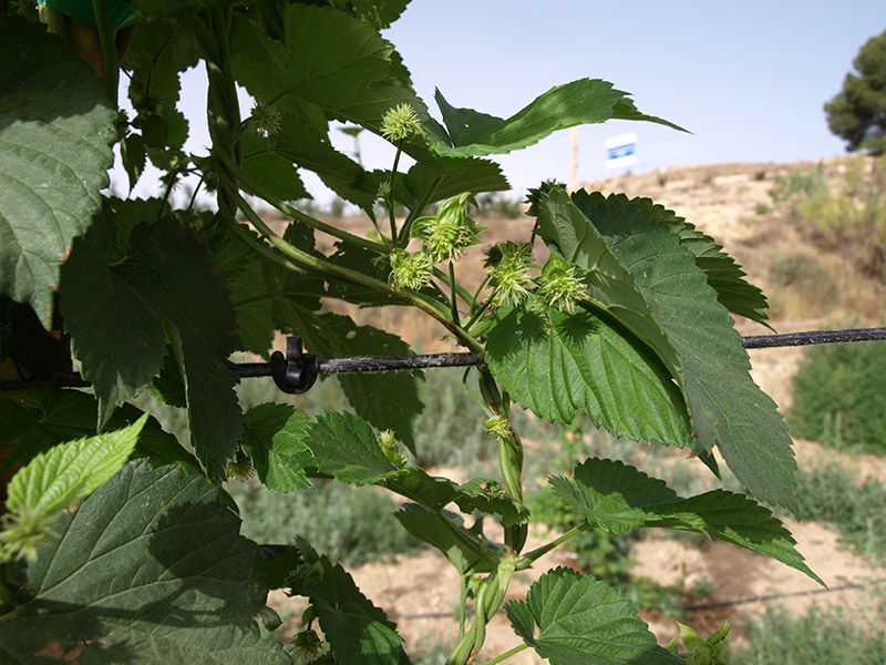 Flores masculinas de lúpulo (2018)