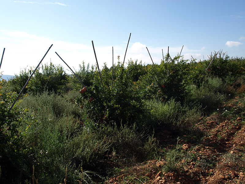 Granado variedad valenciana árbol no formado