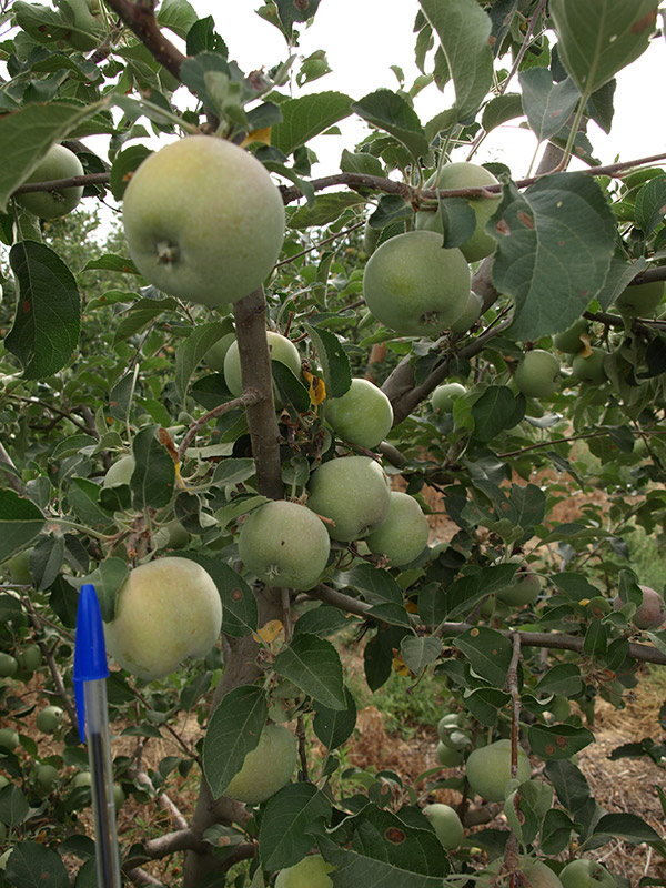 Manzano variedad Kiku Fubrax (2018)