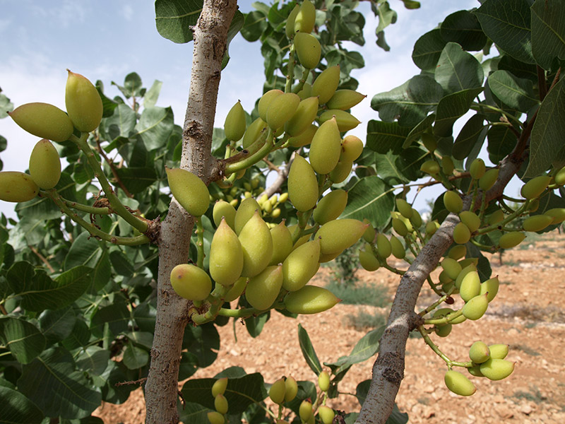 Pistachos variedad Mateur (2018)