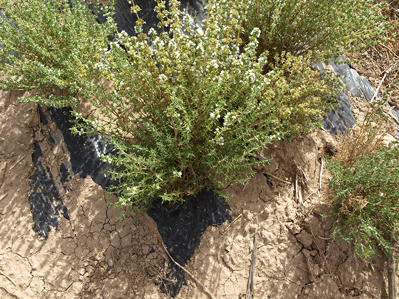 Abeja en cultivo de tomillo y mejorana (2018)