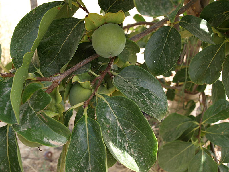 Detalle de fruto agosto (2018)