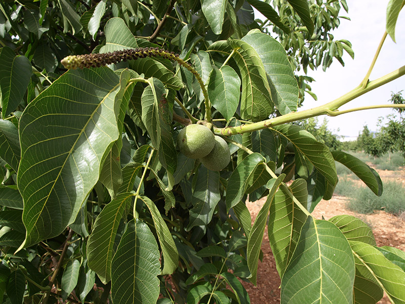 Fruto e inflorescencias masculinas (2018)