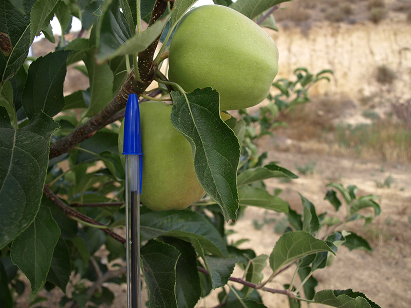 Manzano variedad Golden Reinders (2018)