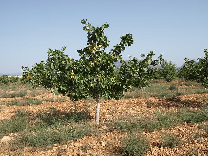 Pistachero variedad Sirora (2018)