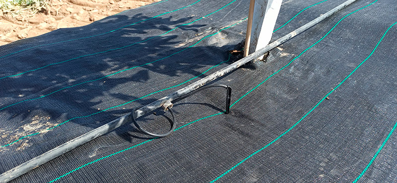 Instalacion microtubo y piquetas goteros
