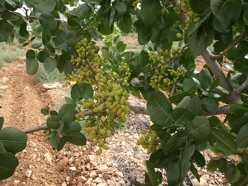 Pistachos de la variedad Sirora (2018)