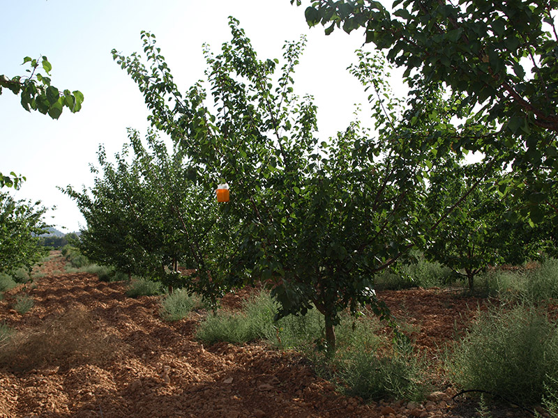 Trampa de mosca de la fruta (Ceratitis capitata) (2018)
