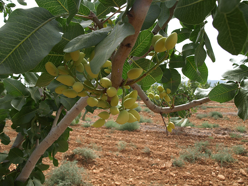 Pistacho variedad Kerman (2018)