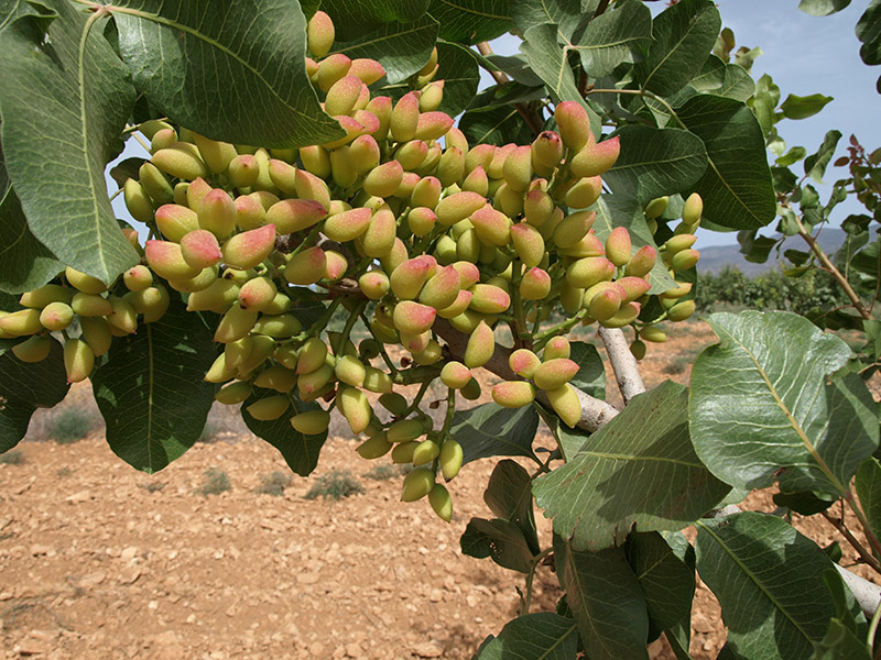 Pistacho variedad Larnaka (2018)