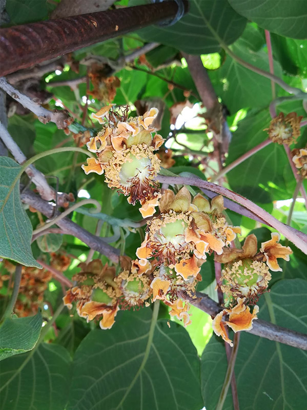 Cultivo del kiwi formacion fruto (2018)