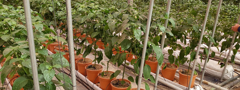 Se reúne la 6 ª Comisión de Coordinación y Seguimiento del Centro de Demostración Agraria El Mirador