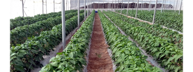 Se reúne la 2 ª Comisión de Coordinacion y Seguimiento del Centro de Demostración Agraria El Mirador
