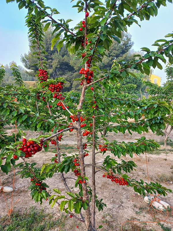 Fruto R. Tioga