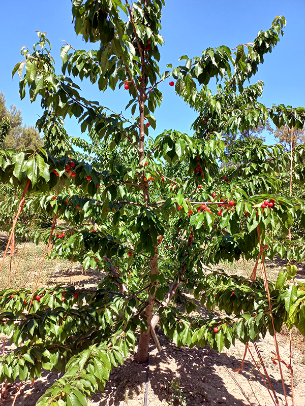 Fruto S. Gabriel