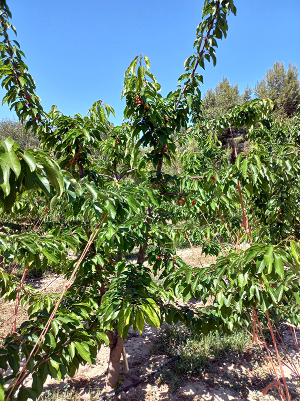 Fruto S. Saretta