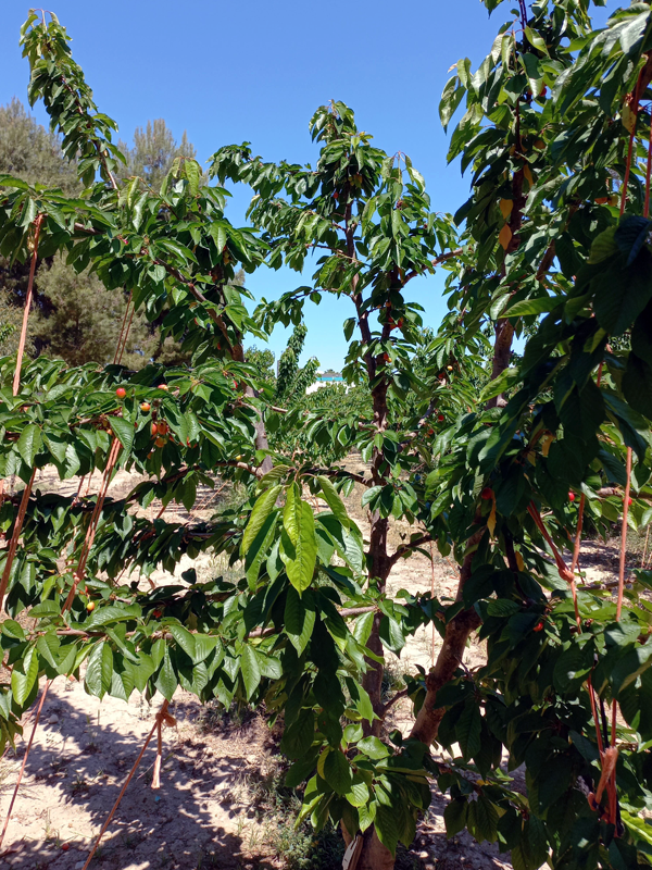 Fruto S. Stephany