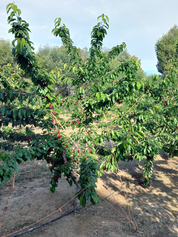 Fruto S. Valina