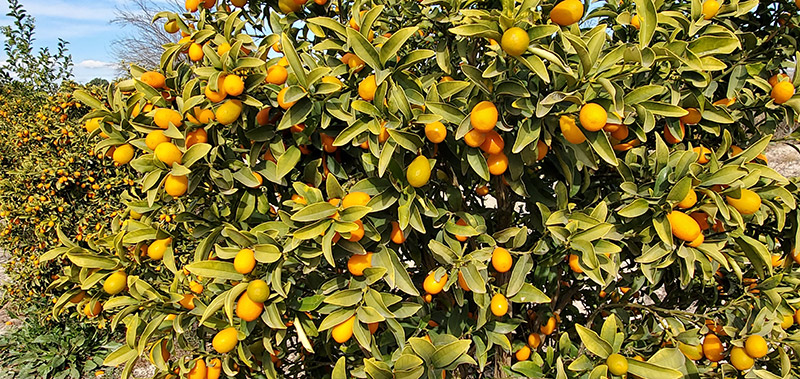 Kumquats