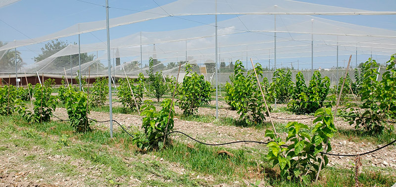 Moreras bajo malla en sistema de espaldera
