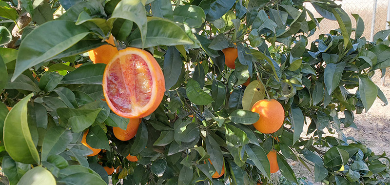 Naranja Sanguinelli