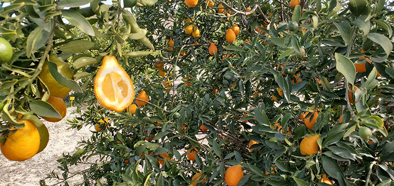 Orangequat