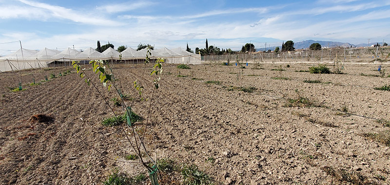 Cultivo de frutales de semilla