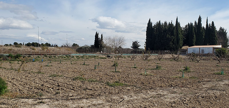 Cultivo de frutales de semilla