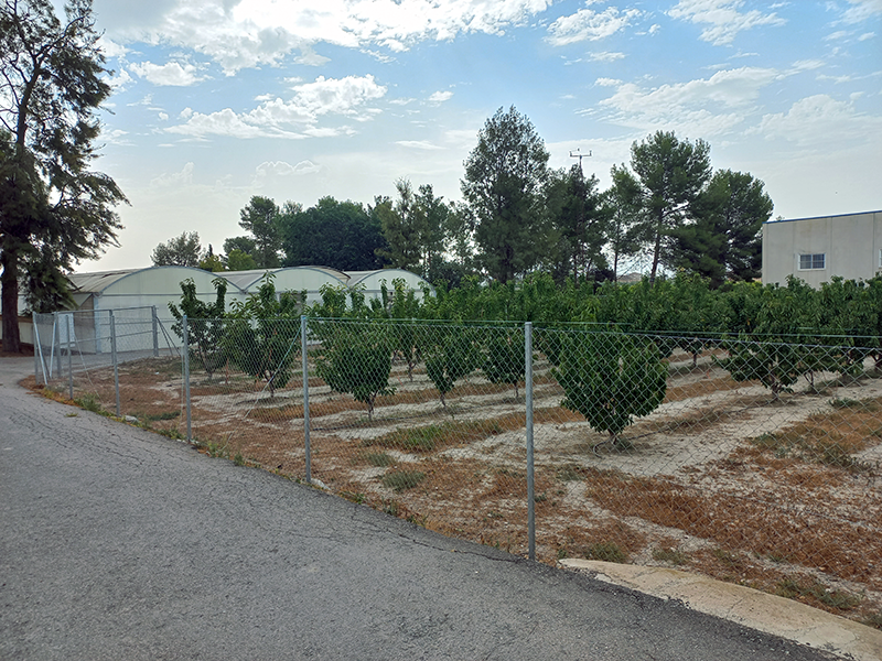 Vallado de cultivo de cerezos