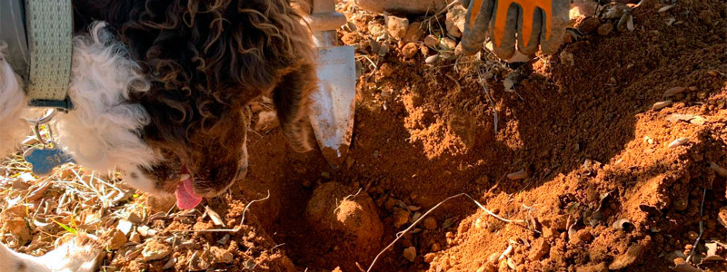 Perro buscando trufa, proyecto NO0125