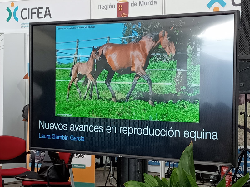 Yegua pura raza española inseminada por caballo árabe
