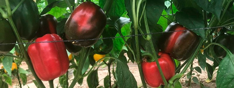 pimiento California rojo