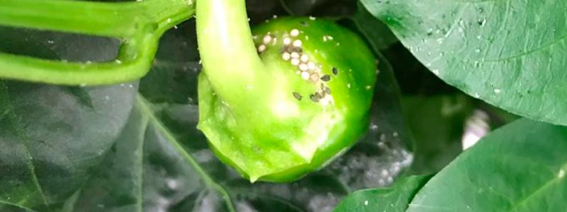 Pimiento California