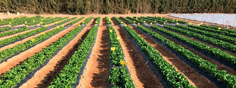 Cultivo de lechuga