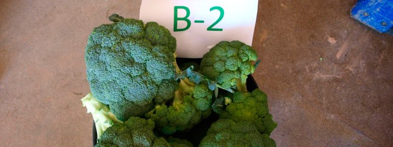 Brócoli