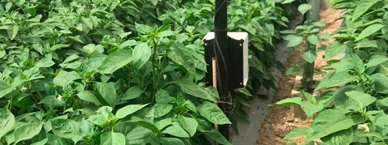 Plantas de pimientos
