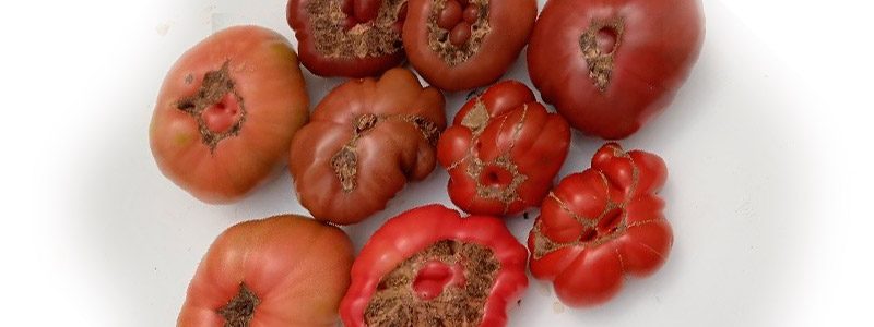 tomates