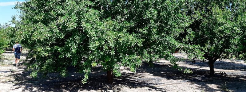 Almendro