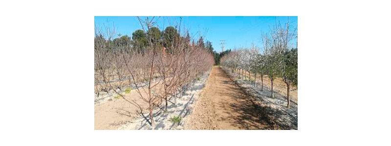 Almendros